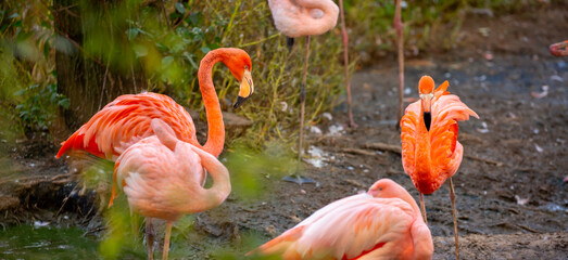 Pink flamingos stroll along the coast. A flock of wild birds. A romantic concept, a tender, loving backdrop. Beautiful nature, a world of wild animals.