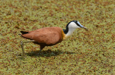 African Jacana (Scientific name: Actophilornis africanus)