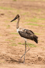 Immature Saddle-billed stork (Ephippiorhynchus senegalensis) in Lake Manyara National Park