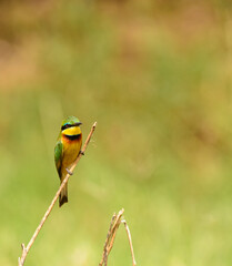 Little Bee-eater (Merops pusillus) resting on a twig
