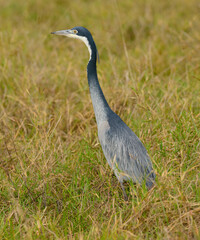 Black-headed Heron (Scientific name: Ardea melanocephala) in the Ngorongoro crater conservancy