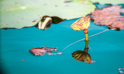 Pond with lotuses. Water lily close-up. Faded flower with fallen petals, ripe lotus capsule with...