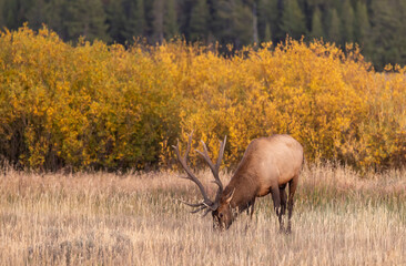 Bull Elk in Autumn in Grand Teton National Park Wyoming
