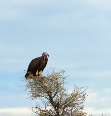 Nubian Vulture - Torgos tracheliotus