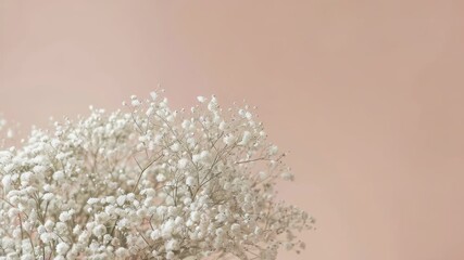 Video A simple yet elegant vase filled with baby's breath flowers set against a soft pink background
