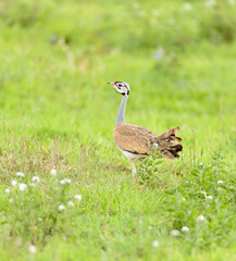 White-bellied Bustard (eupodotis melanogaster)