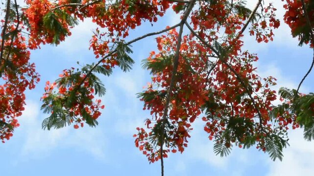 Vibrant Orange and Red Flamboyant Tree (Royal Poinciana) Flowers and Green Leaves Against a Bright Blue Sky Background