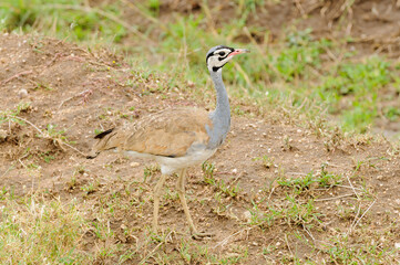 White-bellied Bustard (Eupodotis senegalensis) in the Northern Serengeti