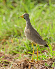 African Wattled Lapwing, (Vanellus senegallus) also known as the Senegal wattled plover