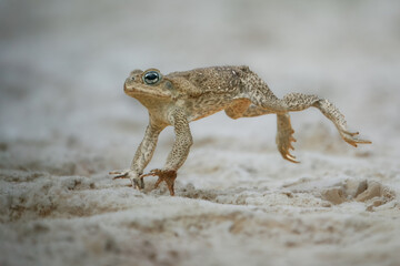 Jumping cane toad (Rhinella marina), also known as the giant neotropical toad or marine toad, is a large, terrestrial true toad native to South and mainland Central America
