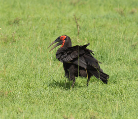 Southern Ground Hornbill