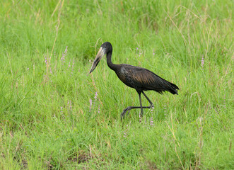 Open-billed Stork (Anastomus lamelligerus)