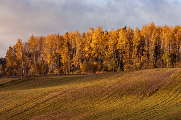 Fototapeta premium Golden Hills at Sunrise in Podlasie Landscape Park, Poland.