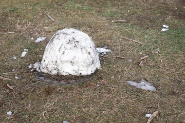 A lump of dirty snow on a manhole in the middle of dry grass.