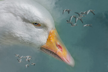 Giant White Goose Head Profile with Migrating Greylag Geese Flock in Dreamy Teal Sky