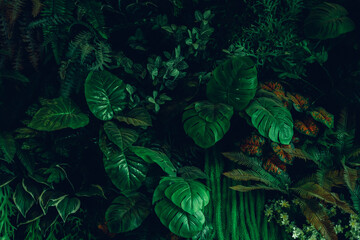 Close up group of background green leaves texture and Abstract Nature Background. Lush Foliage Textures.