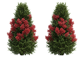 two identical, perfectly sculpted topiary bushes with emerald foliage and crimson flowers, isolated on a transparent background in high-key studio lighting, concept of idealized precision gardening