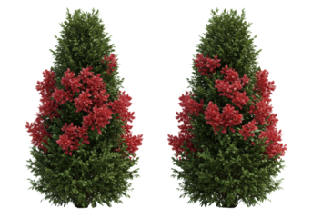 two identical, perfectly sculpted topiary bushes with emerald foliage and crimson flowers, isolated on a transparent background in high-key studio lighting, concept of idealized precision gardening