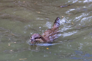 Fototapeta premium Loutre cendrée