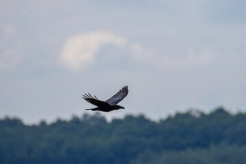 A common raven flies across the blue sky, perpendicular to the camera lens, on a sunny summer evening.