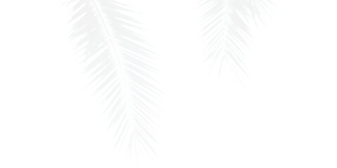 Delicate palm leaf shadows creating natural light overlay on a white background.