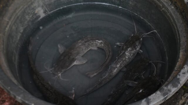 Close-up of Live Catfish (Lele) and Elongated Fish Swimming in a Dark Water Bucket for Sale at a Traditional Market