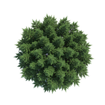 top-down orthographic view of a geometrically perfect circular spruce tree canopy with vibrant emerald needles, isolated on a transparent background, concept for architectural design assets