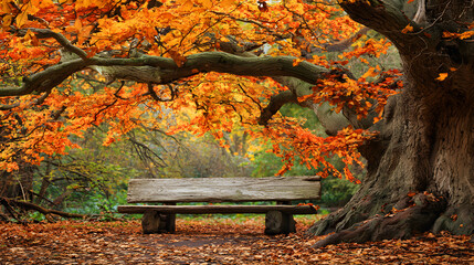 Wooden bench under a large tree with autumn leaves