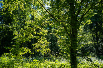 Green trees in the forest, Bialowieza Forest, Poland