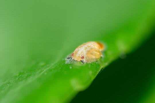 Selective focus on an Asian Citrus Psyllid nymph, Diaphorina Citri