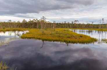 Estonian swamp
