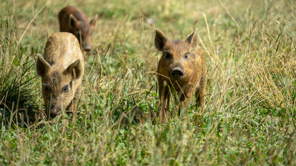Fototapeta premium Small wild boar cubs run in grass. Wild animals in their natural habitat