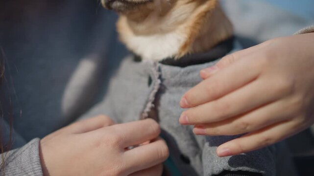 hands fastening pet jacket with detailed stitching, closeup of hands buttoning warm coat on small dog, focusing on detailed stitching as pet jacket is carefully fastened for outdoor strolls