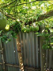 passion fruit tree at the backyard bearing heavy fruit