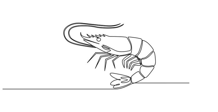 Animated self drawing of   Continuous one single minimal line drawing Shrimp, Shrimp in one line drawing. Sea food illustration, Continuous Line Drawing of Sea Food Icon. Hand Drawn Symbol