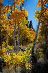 Autumn in the Eastern Sierra