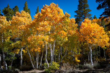 Autumn in the Eastern Sierra