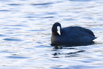 Coot with black feathers and white beak looking into the camera, coot swimming in a pond surrounded by blue waves, black waterfowl in the blue hour, Fulica atra