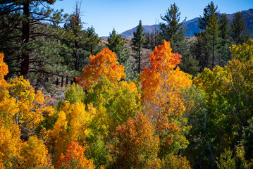 Autumn in the Eastern Sierra
