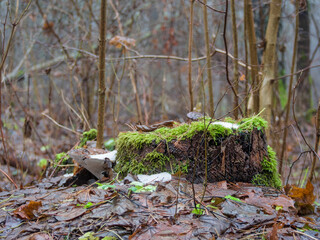 Moss-Covered Tree Stump with Snow in Hazy Winter Forest, Close-up of Natural Texture