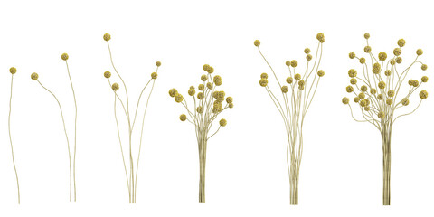 Obraz premium Collection of Craspedia plants on transparent background