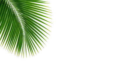 Obraz premium Lush green palm leaf isolated on transparent background, evoking tropical paradise and relaxation