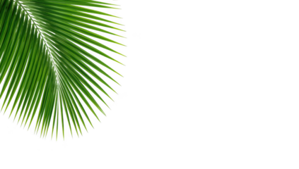 Lush green palm leaf isolated on transparent background, evoking tropical paradise and relaxation
