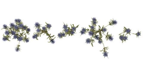 Collection of Eryngium plants on transparent background from the top view