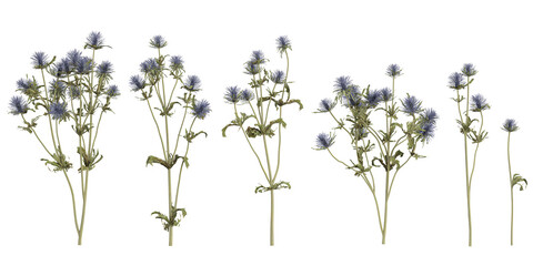 Obraz premium Collection of Eryngium plants on transparent background