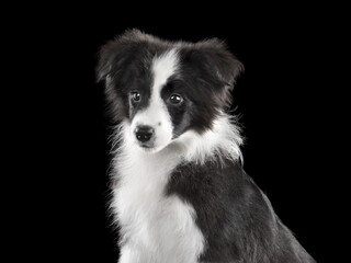 Cute border collie puppy portrait