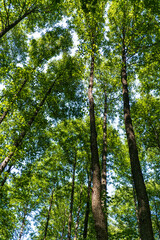 Green trees in the forest, Bialowieza Forest, Poland