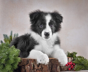 Cute border collie puppy with christmas tree