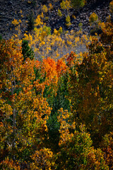 Autumn in the Eastern Sierra