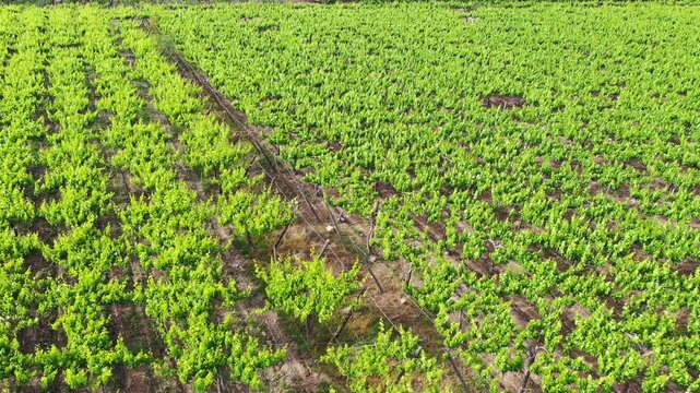 UVA de mesa los Andes DJI_0090